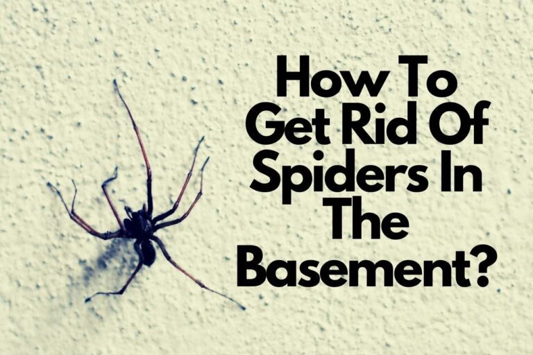 How To Get Rid Of Spiders In The Basement? Read The Right Way Here