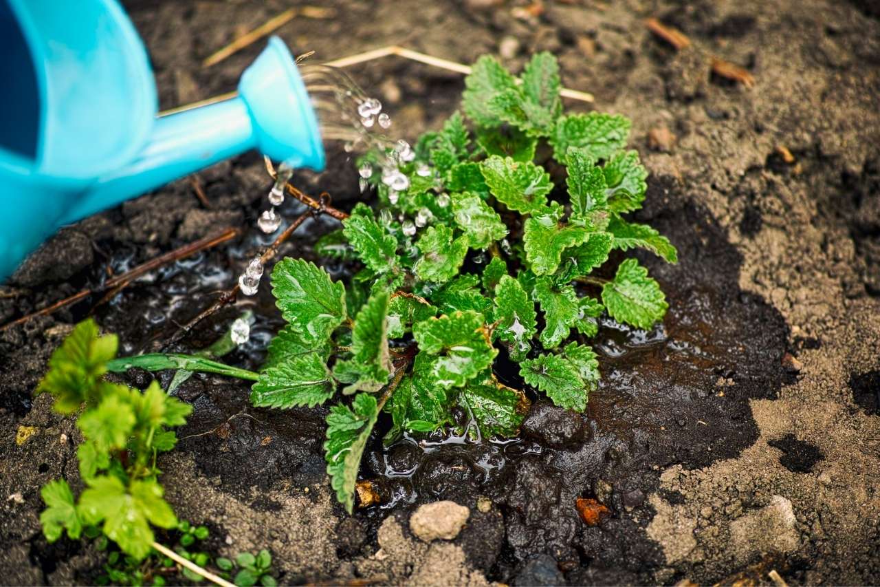 How Often To Water Mint – Let’s Prevent Overwatering Mint Plants