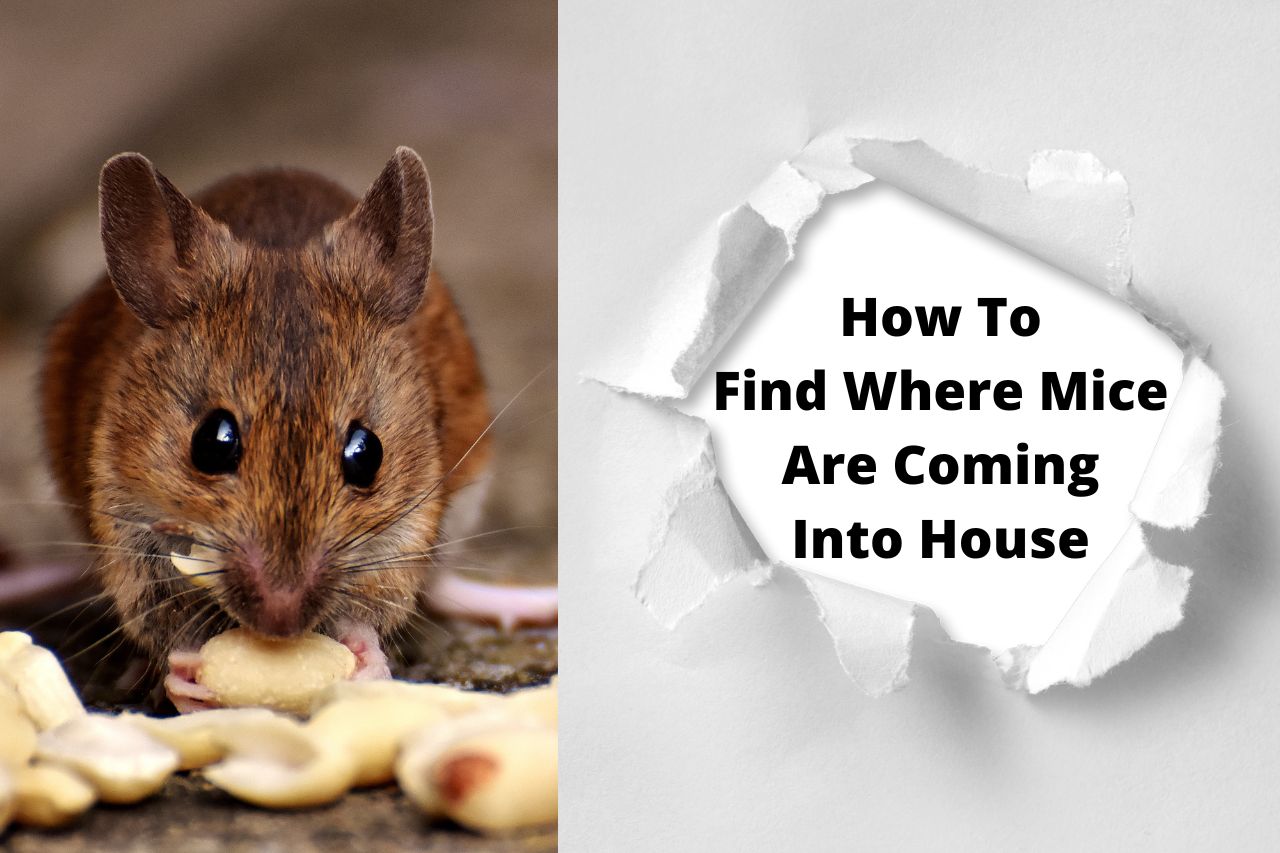How To Find Where Mice Are Coming Into House